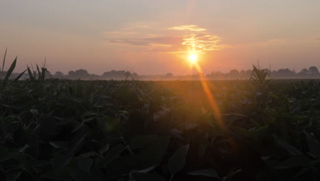 Slow-motion-wide-shot-of-soy-beans-during-sunrise