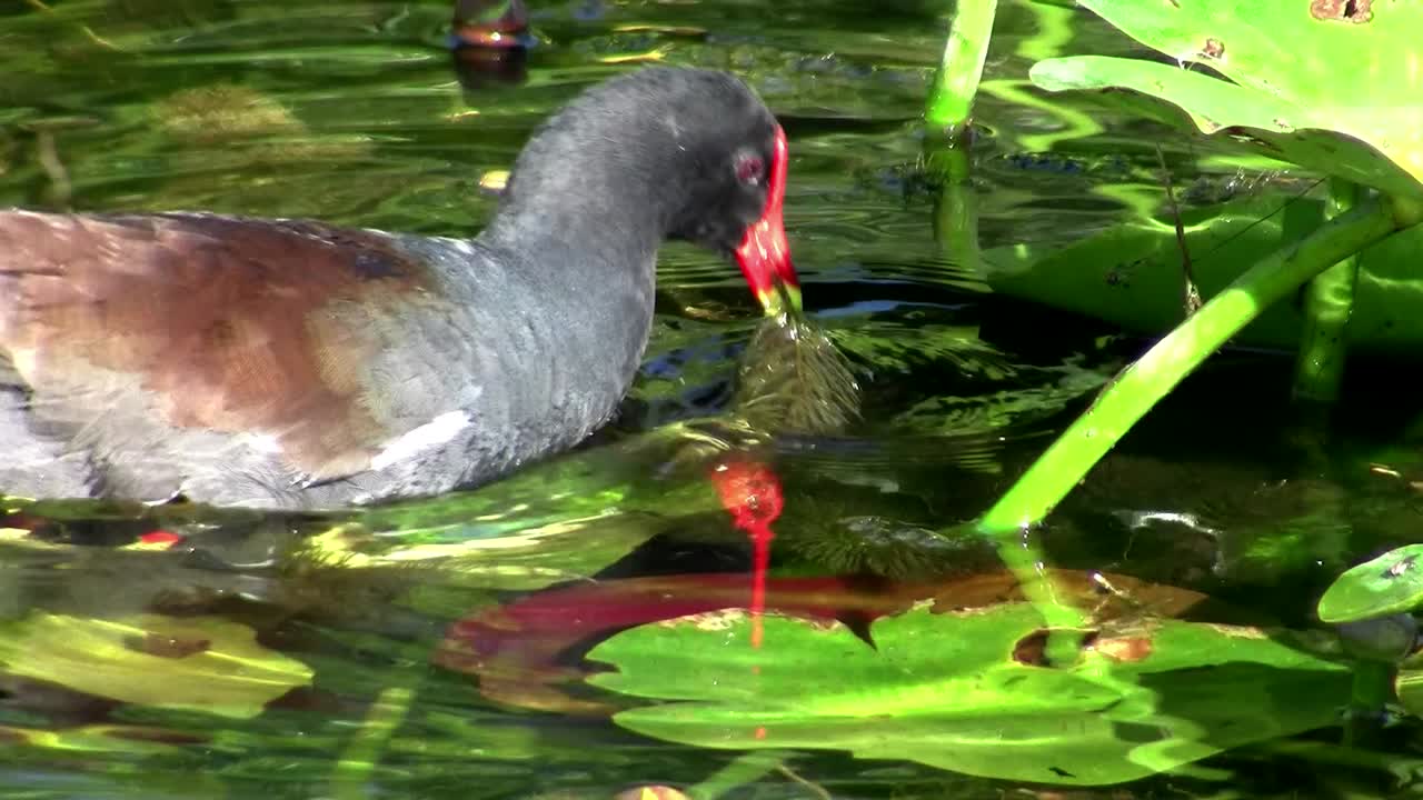 Una gallinella d'acqua comune scivola su uno stagno nelle Everglades.