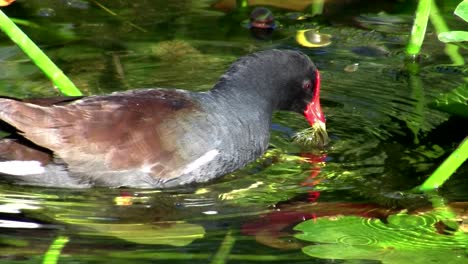 a common moorhen glides along a pond in the everglades