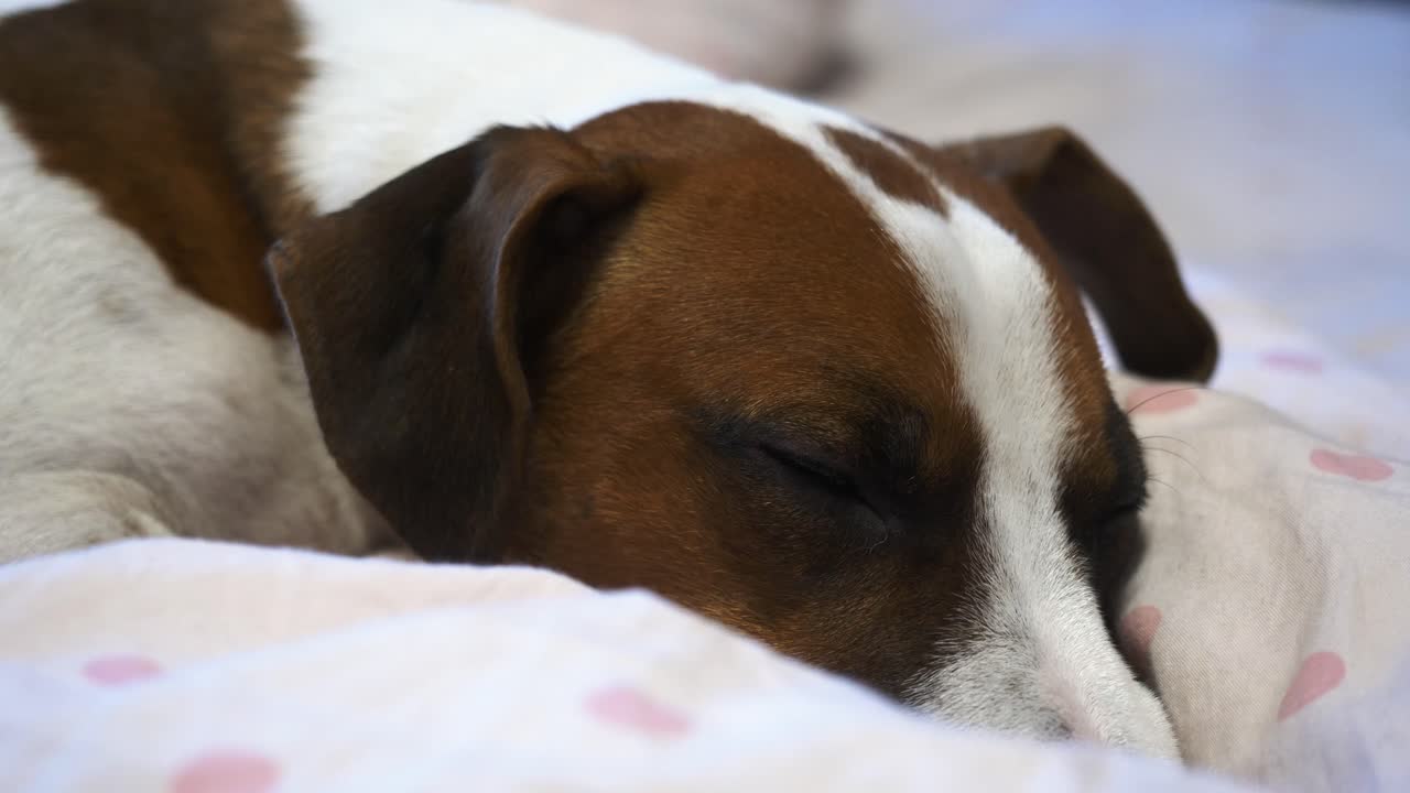 meA small dog peacefully sleeps on a cozy bed. Gentle, serene footage capturing a moment of restful comfort