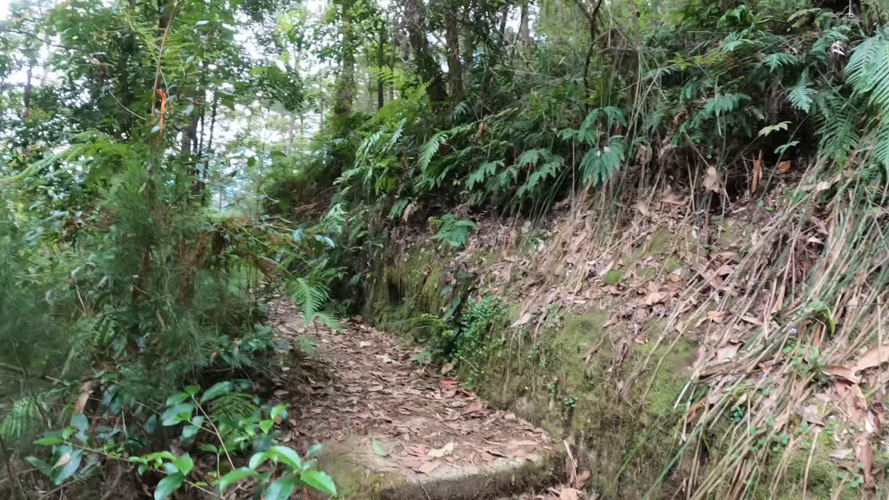 una caminata pacífica a través de un camino de bosque exuberante.