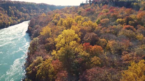 Powerful-mountain-river-surrounded-by-colorful-autumn-forest-in-Canada,-aerial-view