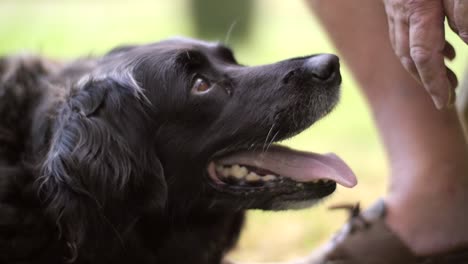 cachorro olhando para dono