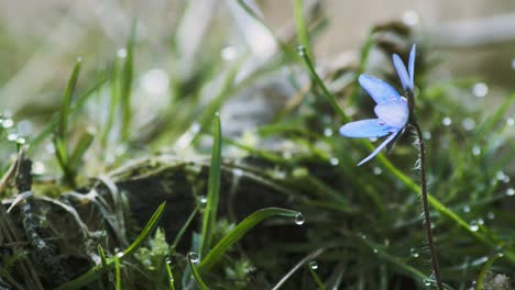 Rundlappen-Leberblümchen,-Hepatica-Americana.-Platz-Für-Titel