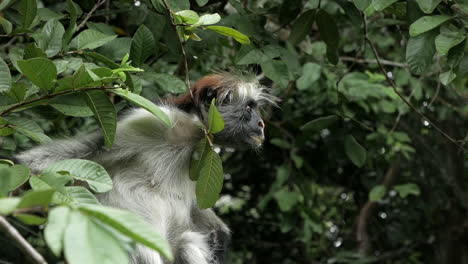 hermoso mono se sienta en el árbol de la jungla y grita alrededor