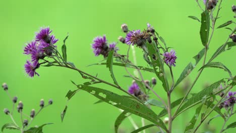 algunas flores moradas que soplan en la brisa del aire libre en verano