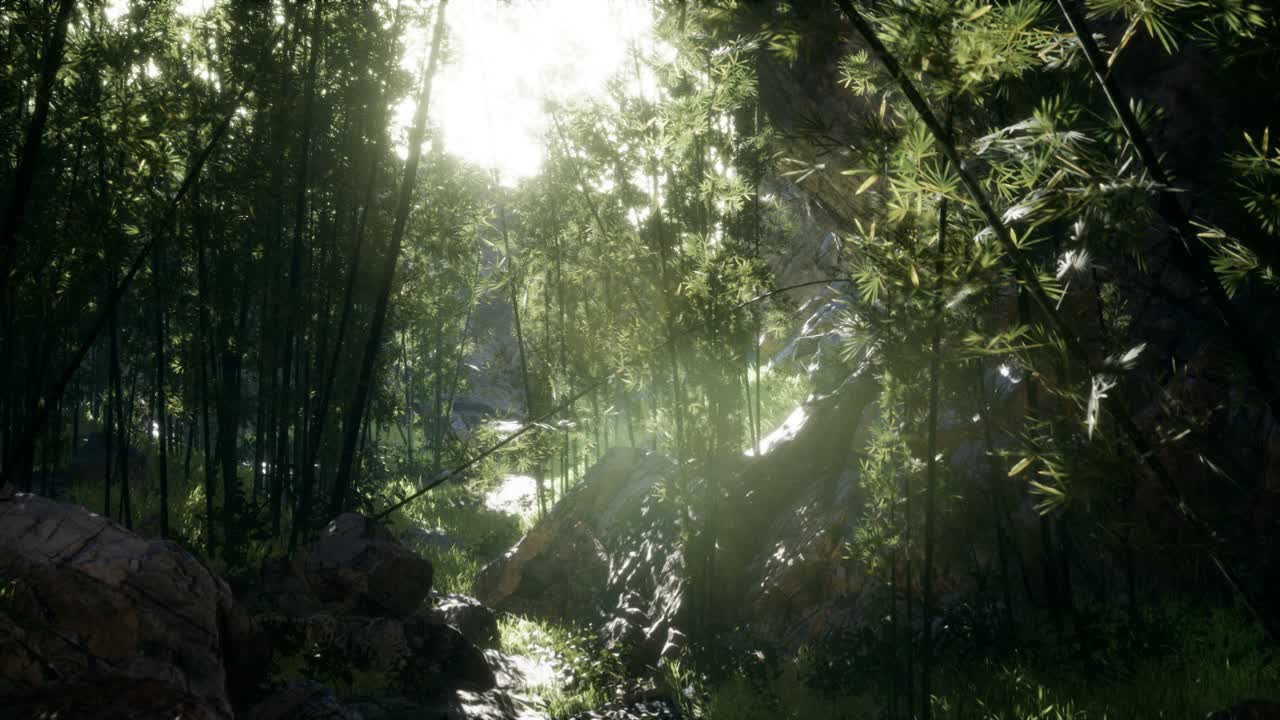 hojas verdes exuberantes de bambú cerca de la orilla de un estanque con piedras.