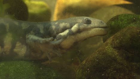 close up, salamander watching straightly