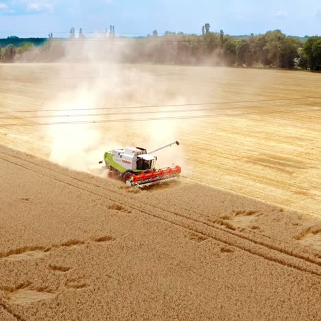 Combine harvesting ripe golden wheat. Aerial view of combine harvester harvesting wheat in field