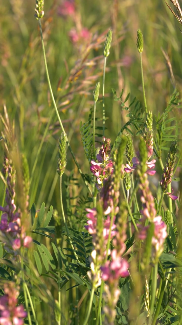 Fiori selvatici rosa ondeggianti in un prato erboso