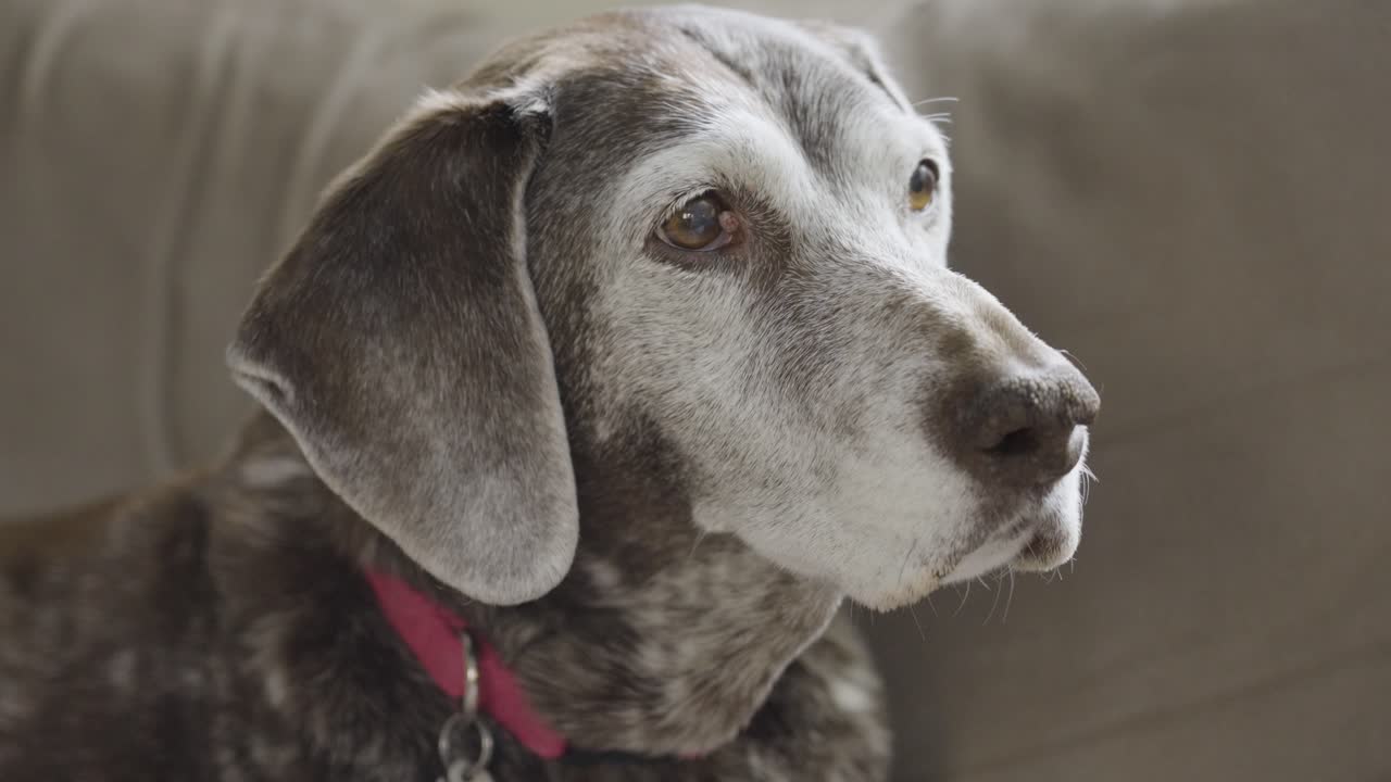Kanepede dinlenen yaşlı bir av köpeğinin ağır çekim klibi