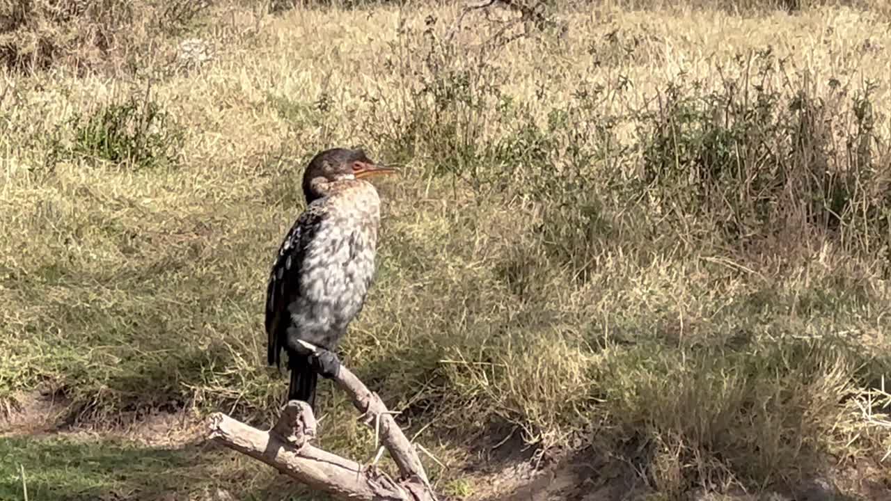 Storskarv (Phalacrocorax carbo) som sitter på en gren over en elv i Ngorongoro-krateret i Tanzania