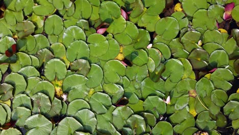 lily pads from the sky above | birds eye view looking down | blooming flowers | green summer lily pads | aerial drone shot | location: kaloya park, kalamalka lake, oyama b