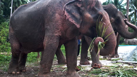 Asian-elephants-in-elephant-sanctuary-grazing-on-palm-leaves-by-pool