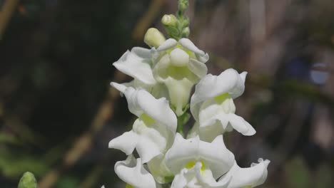 las flores prosperan en el día de verano
