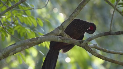 Cerca-De-Spix&#39;s-Guan-O-Penelope-Jacquacu-Pájaro-Posado-En-La-Rama-De-Un-árbol