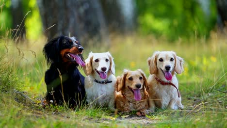 dogs sitting in park. happy dogs sitting together on the meadow