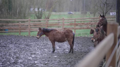 horses in practise arena turning their heads simultaneously in slow motion