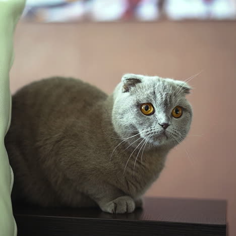 british shorthair cat. blue scottish lop-eared cat.