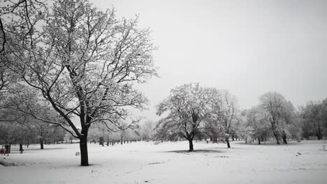 winter wonderland with snow on ground and trees in beautiful landscape