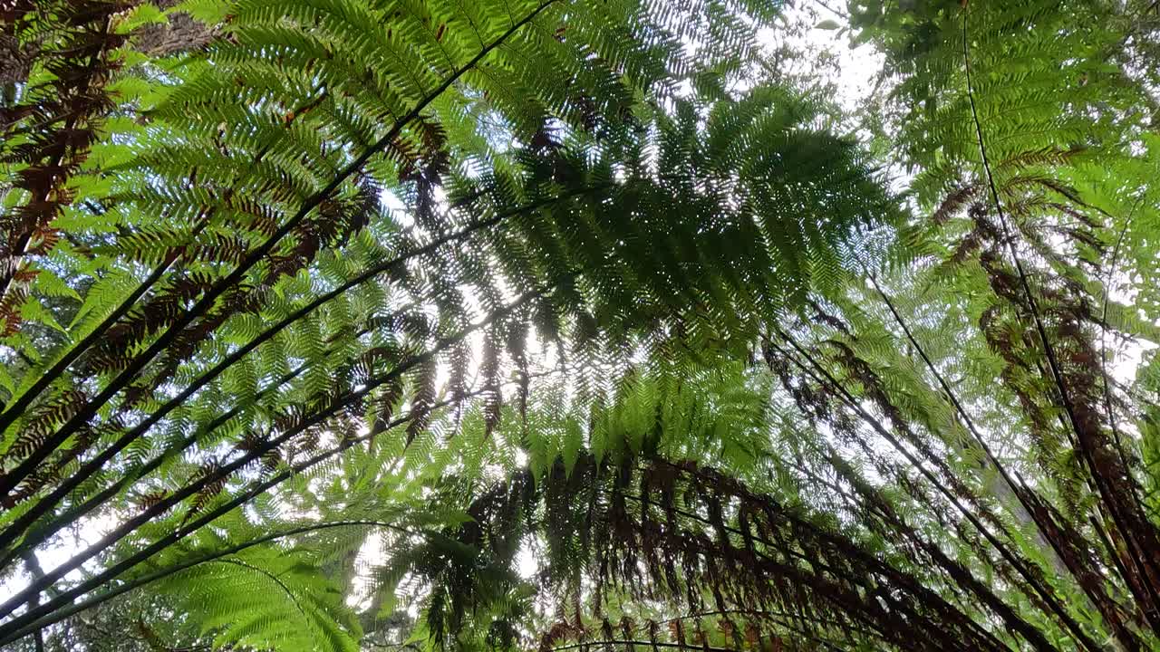Lush green ferns in a dense forest