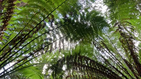 lush green ferns in a dense forest