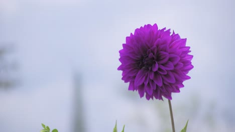 hermosa flor morada movida por el viento hermosa flor
