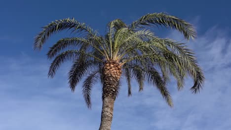 palm fronds of a palm tree moving in slow motion