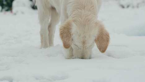 Ein-Goldener-Retriever-Welpe-Im-Teenageralter-Sah-Zum-Ersten-Mal-Schnee,-Als-Er-Im-Hinterhof-Des-Hauses-Im-Schnee-Spielte.