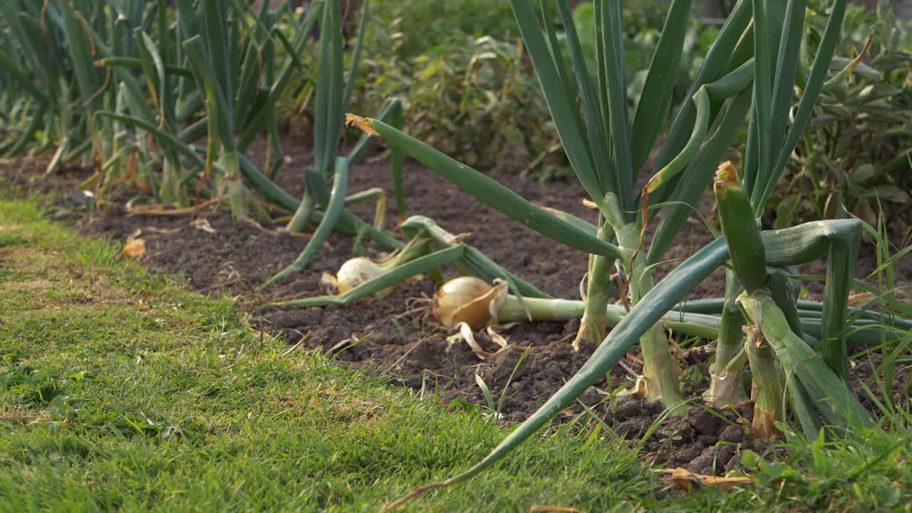 Ripe onions growing in vegetable garden medium panning shot