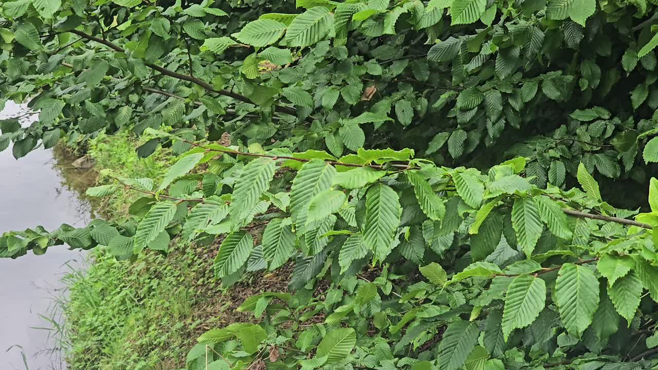 Fitte foglie verdi sulla riva: primo piano di vegetazione estiva lungo un ruscello.