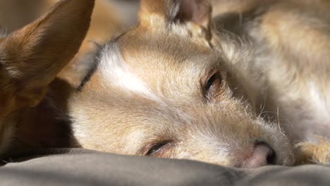 sleeping dog in the sun light