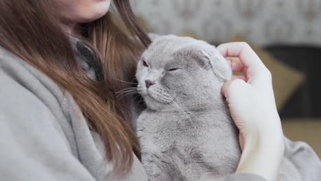 beautiful girl is sitting in her room, holding a grey cat on her hands and smiling