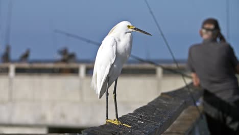 schneereiher am pier zum angeln