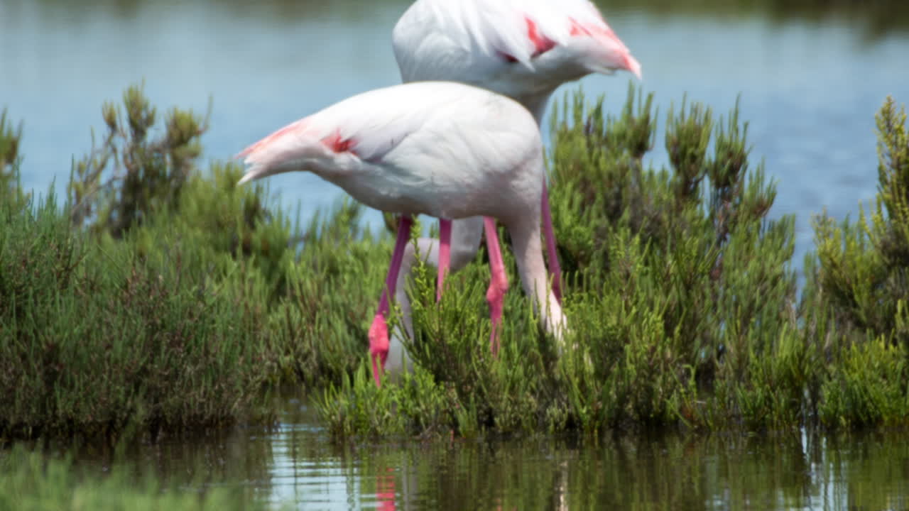 카마그 플라밍고 55