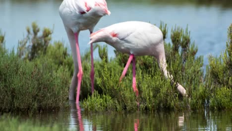 carmargue flamingos 55