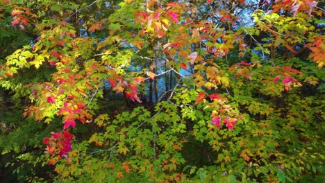 Colorful-leaves-of-autumn-forest,-drone-extreme-close-up-flying