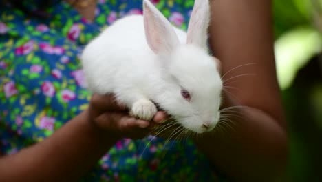 Fluffy-and-adorable-Red-eyed-Albino-white-rabbit-resting-on-the-warmth-of-a-young-girl's-hands,-light-passing-through-long-ears-make-veins-visible,-the-concept-of-a-friendship-4k-video-clip