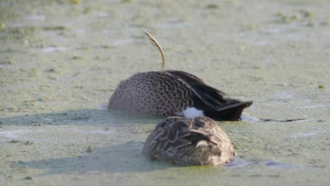 las hembras de pato mallardo y pato azul alado sumergen la cabeza en busca de vegetación