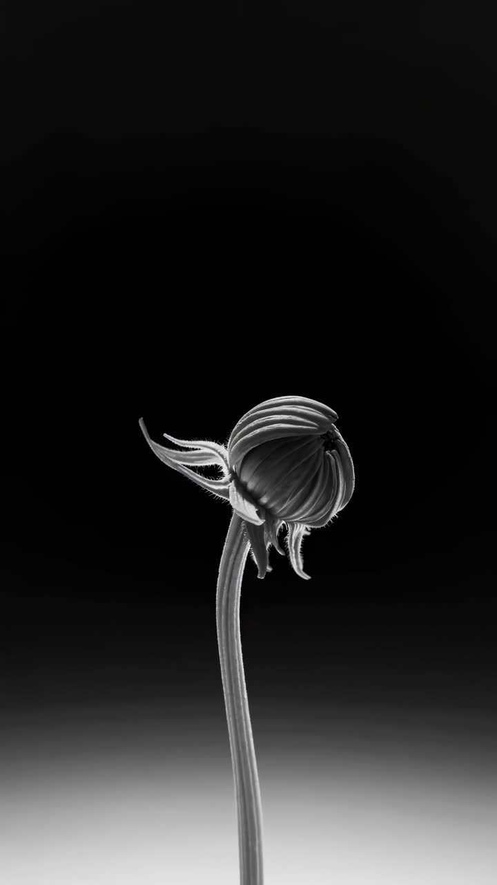 Monochrome close-up of a budding flower against a dark background, captured from a low angle