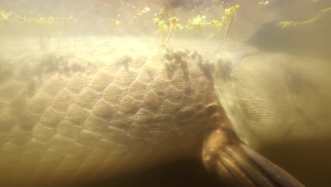 tête et écailles de nageoires d'alligator gar