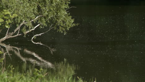 Langsam-Schwebender-Pollen-Auf-Dem-Fluss-Unter-Einem-Schiefen-Baum