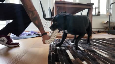 a person is playing with a dog in an indoor household environment, capturing a joyful and interactive moment.