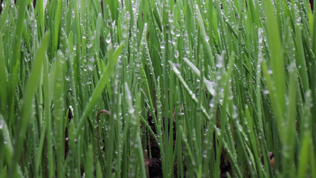 녹색 잔디 클로즈업 슈퍼 매크로 촬영.