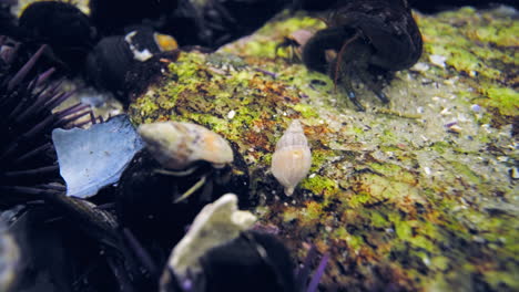 group of hermit crabs species in mollusc shells feeding on the tide pool floor