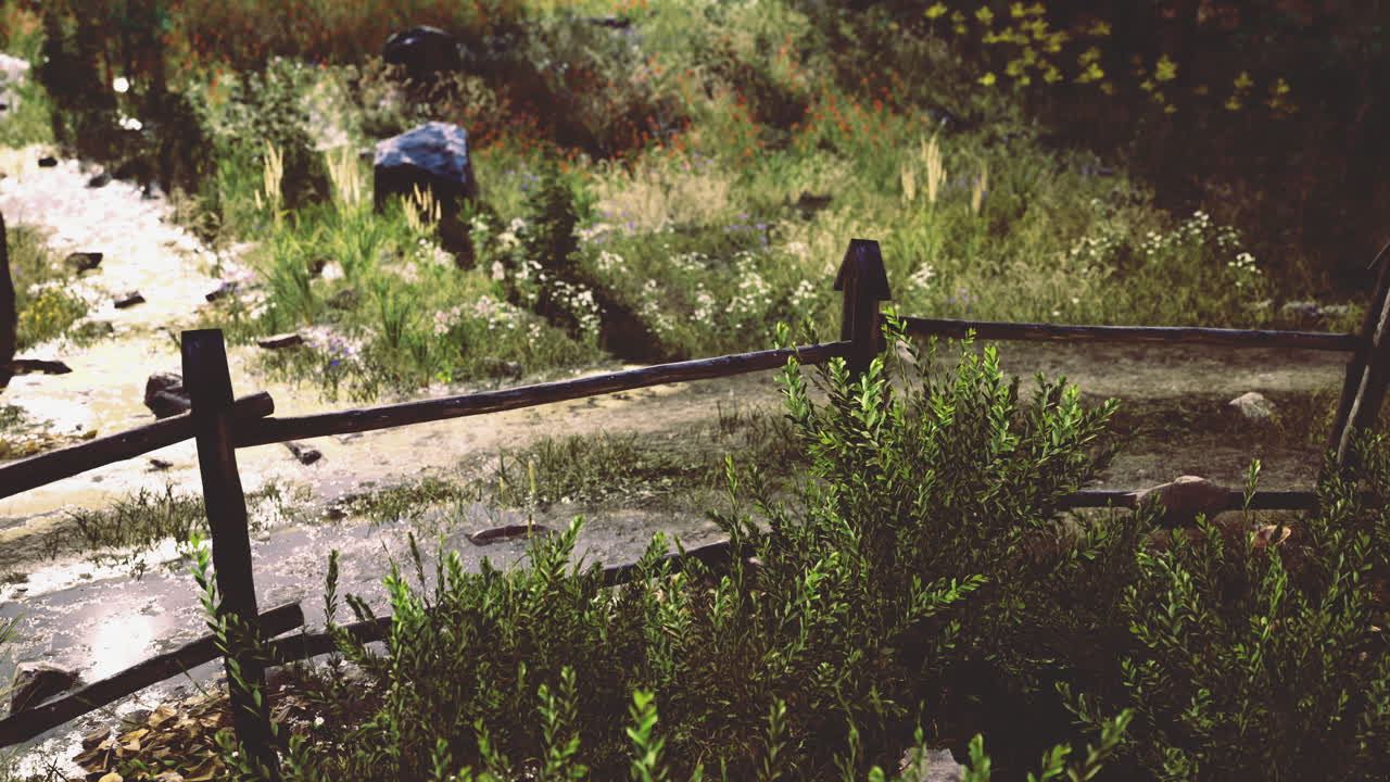 Exploring a tranquil forest path through lush greenery at sunrise