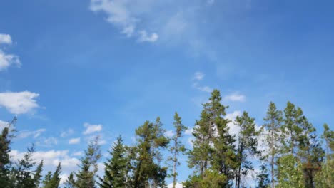 Vista-Del-Paisaje-A-La-Vista-De-La-Carretera-Lateral-Ver-Muchos-Pinos-Mientras-Se-Mueve-En-El-Coche-En-El-Parque-Nacional-Con-Un-Hermoso-Cielo-Azul-Claro-En-El-Día-De-Verano-En-Banff,-Canadá