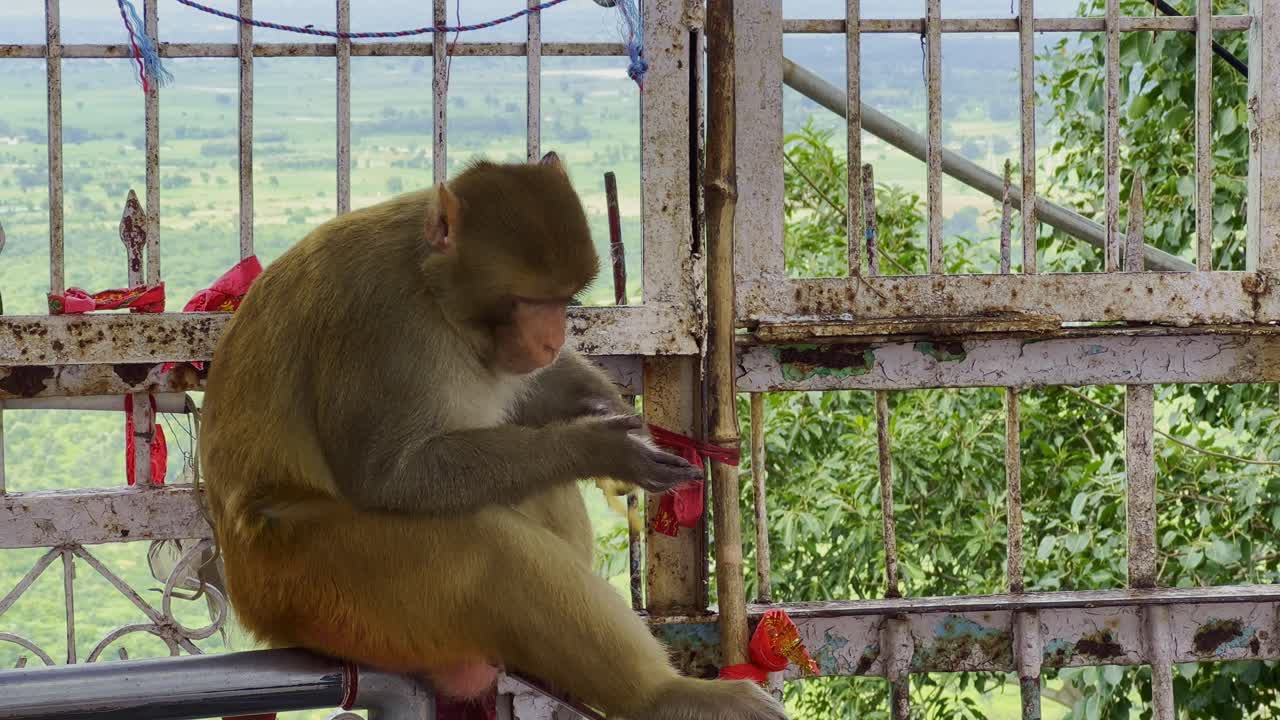 Static shot of a monkey sitting on a rusty temple gate railing while eating a yellow fruit with greenery in the background