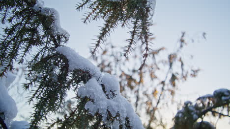 close up shot of snow covered evergreen branches on a sunny spring late afternoon