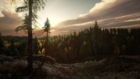 summer forest in mountain landscape